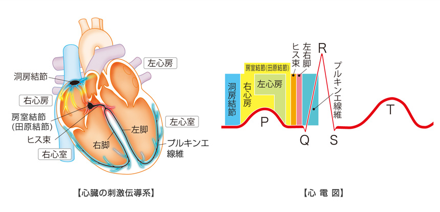 心臓の刺激伝導系、心電図