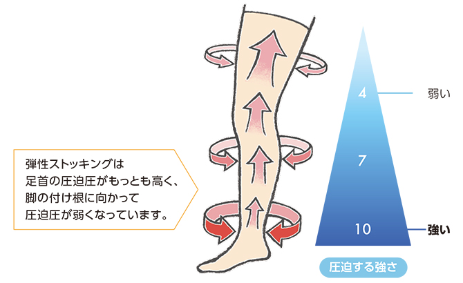 弾性ストッキングは足首の圧迫圧がもっとも高く、脚の付け根に向かって圧迫圧が弱くなっています。