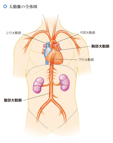 大動脈の全体図