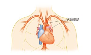 内胸動脈（左・右）