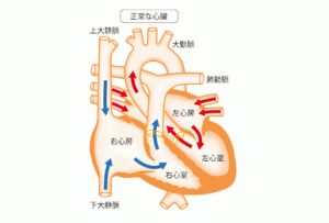 正常な心臓