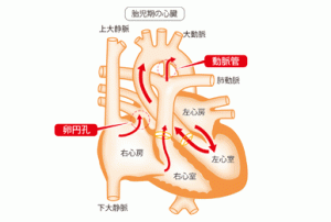 胎児期の心臓
