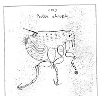 ペスト菌の宿主とされた印度蚤